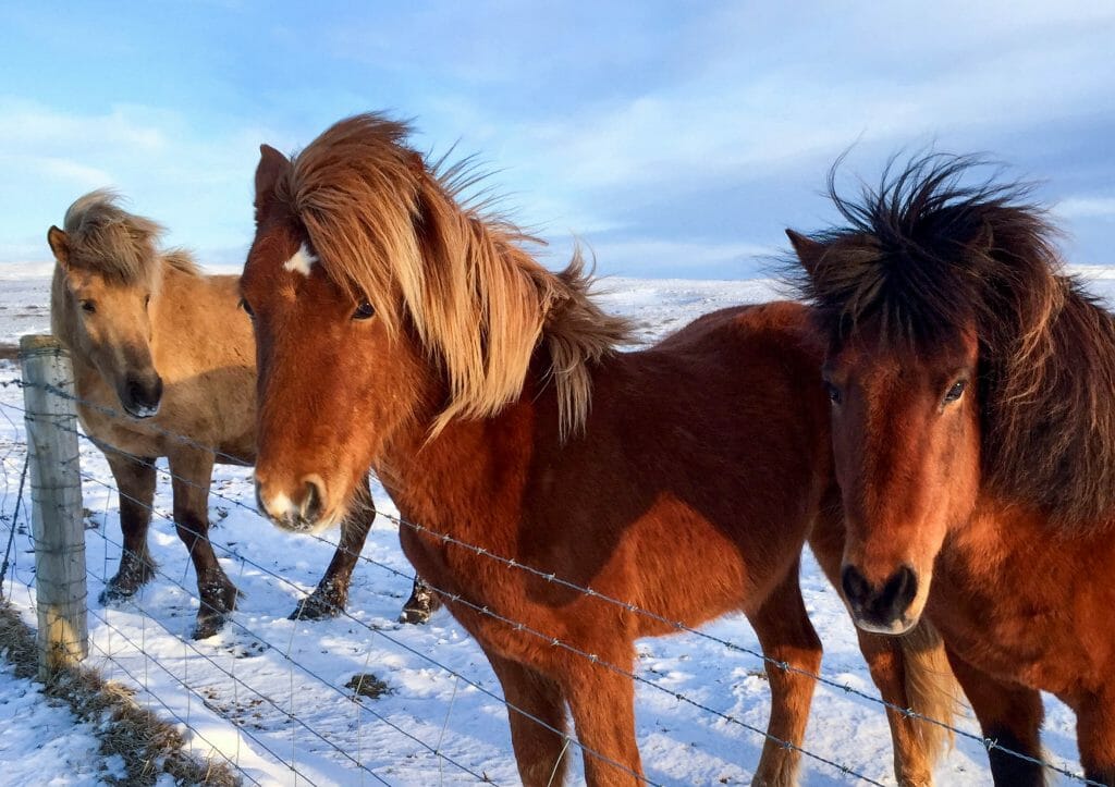 Ideal season for Iceland, Discover the Ideal Season to Explore Iceland